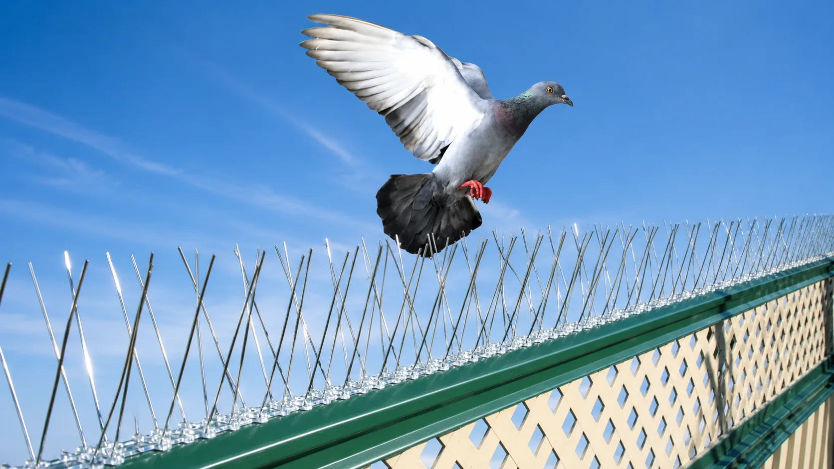 Bird Spikes